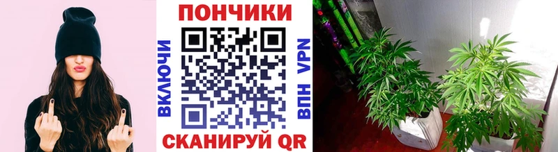 Купить  Ростов-на-Дону  Бошки марихуана VHQ 